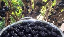 How to Grow Jaboticaba Trees