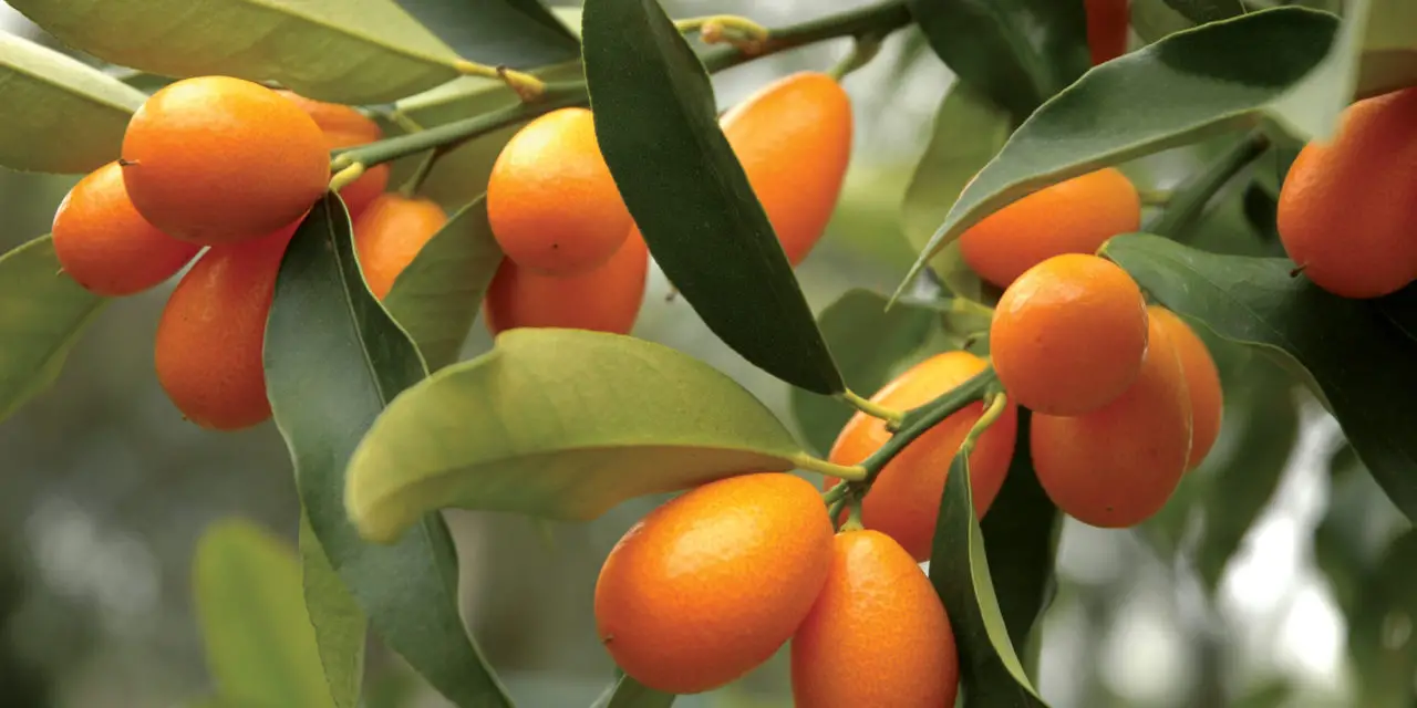 How to Grow Kumquats