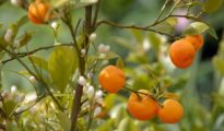 How to Grow Mandarins in Pots