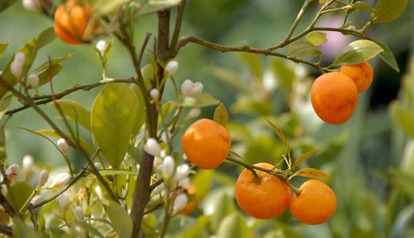 How to Grow Mandarins in Pots