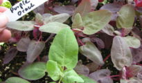 How to Grow Orach Spinach