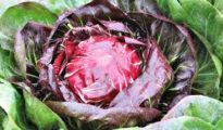 Planting Radicchio – How to Grow Radicchio in The Garden