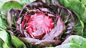 Planting Radicchio – How to Grow Radicchio in The Garden