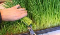 How to Grow Wheatgrass at Home