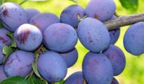 How to Grow Damson Plum Trees