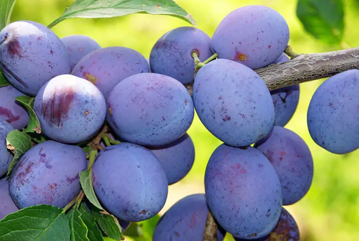 How to Grow Damson Plum Trees