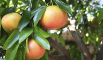 How to Plant Grapefruit Trees