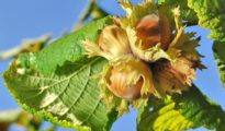 How to Grow Hazelnut Trees