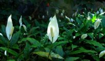 Peace Lily Plant Care: How to Care for Your Peace Lilies