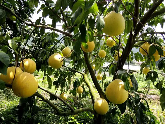 How to Grow Pomelo in Your Garden