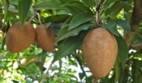 How to Grow Sapodilla AKA Chico Fruit