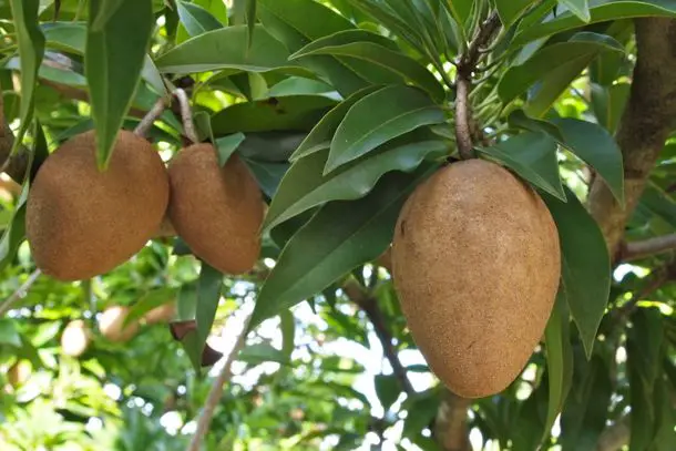 How to Grow Sapodilla AKA Chico Fruit