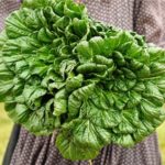 tatsoi greens