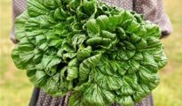 How to Grow Tatsoi Greens