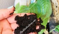 How to Compost Using Coffee Grounds