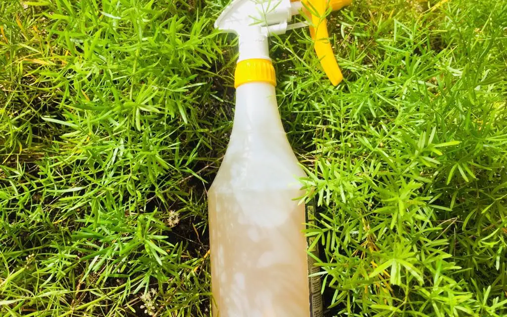 Homemade Garden Insect Repellent