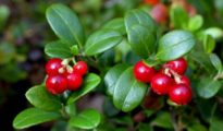 How to Grow Lingonberries in Your Garden