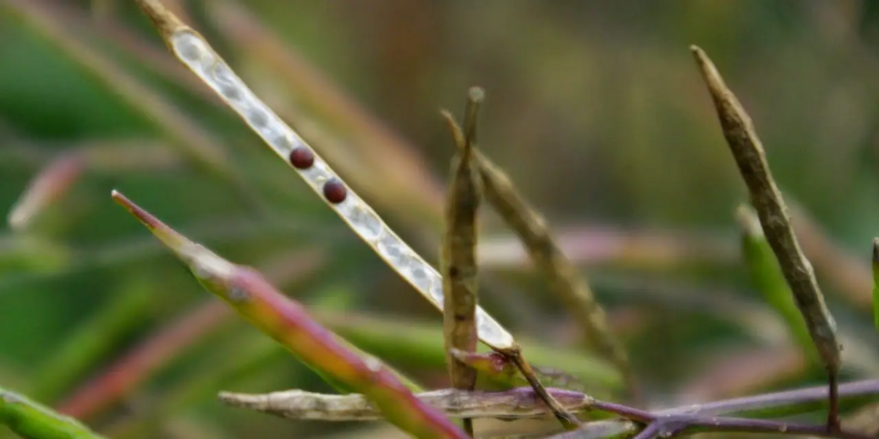 How to Grow Mustard Seeds