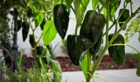 How to Grow Poblano Peppers