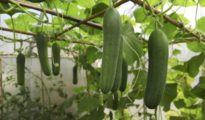 How to Grow Cucumbers Vertically