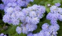 10 Plants That Repel Mosquitoes