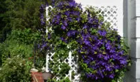 How to Grow Clematis in Your Garden