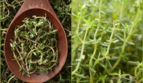 Thyme Varieties: How to Grow Different Types of Thymes