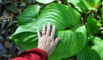 How to Grow Bigger Hostas