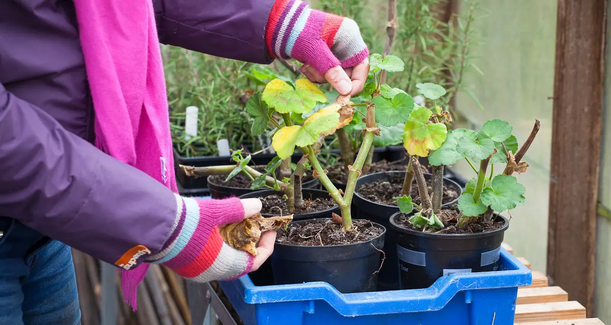 Preparing Your Garden for Winter: Tips for a Healthy Spring Start