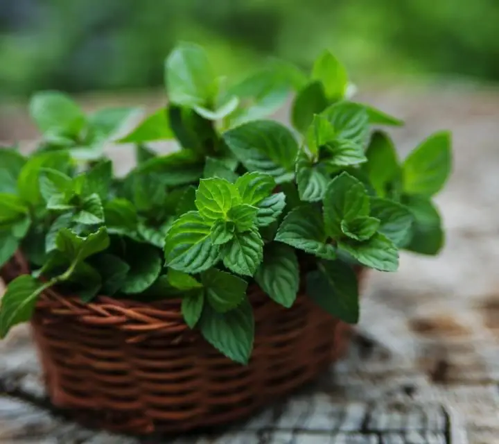 How to Grow Spearmint