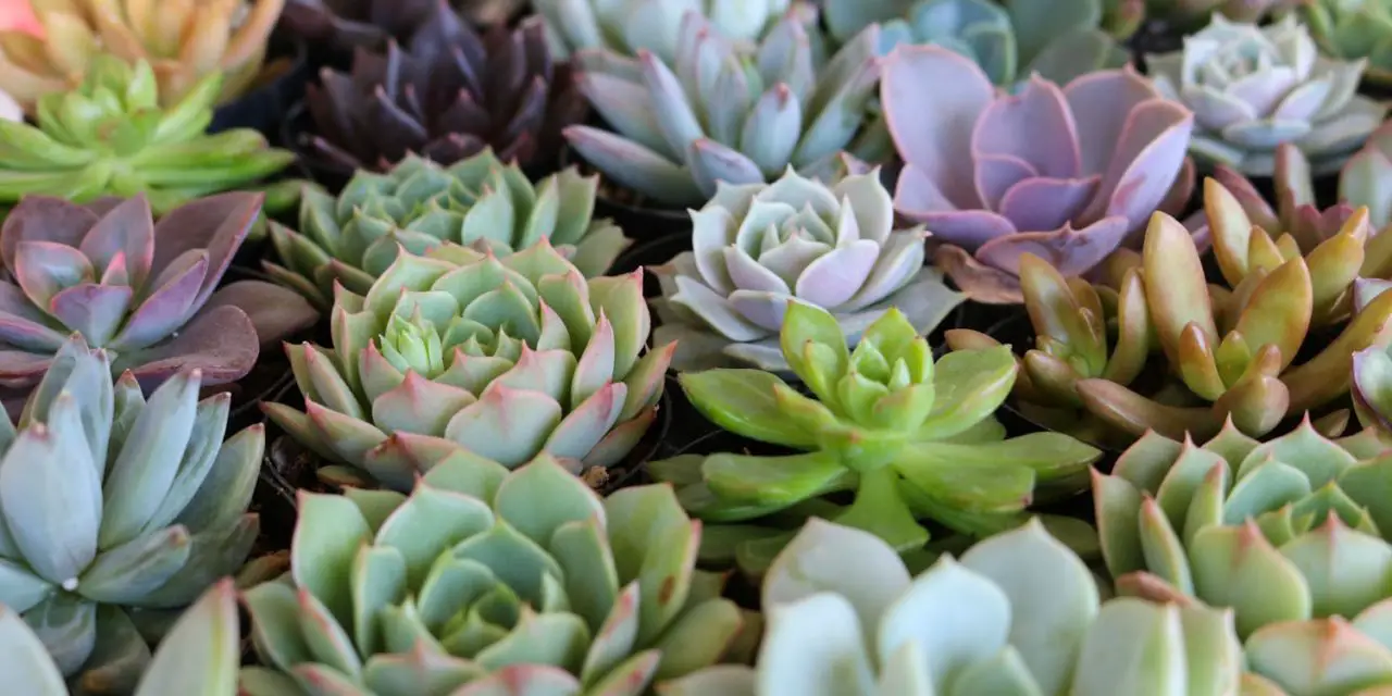 Caring for Succulents in Humid Climates: A Comprehensive Guide