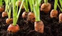 How to Plant Carrots