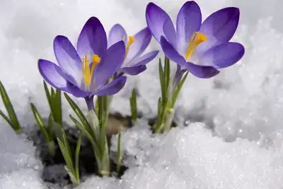 How to Plant Crocus Flowers