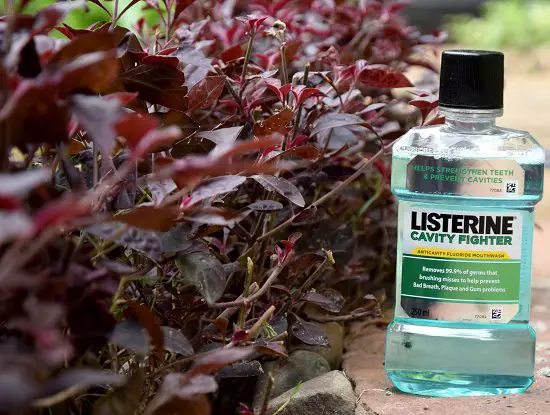 7 Ways to Use Listerine in the Garden