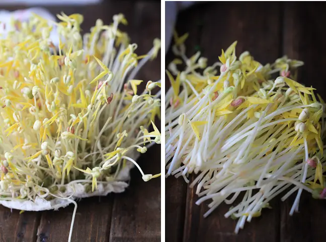 How to Sprout Mung Beans