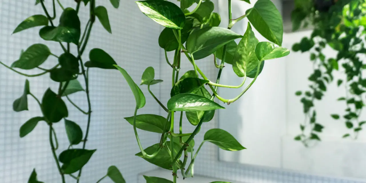 How to Propagate Pothos Plants