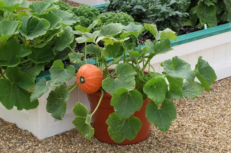 How to Grow Pumpkins in Pots