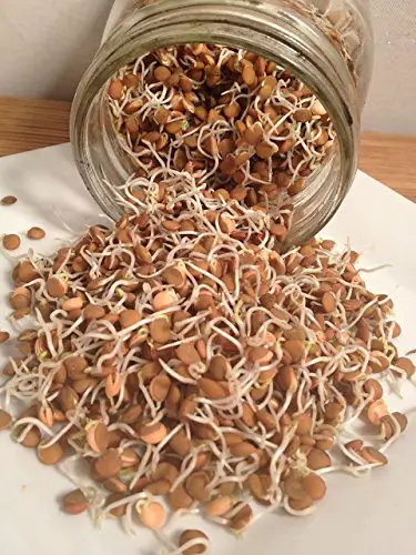 How to Sprout Lentils Indoors