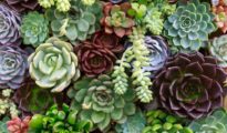 How to Plant Succulents in Containers