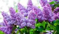 Must Know Tips for Growing Lilacs