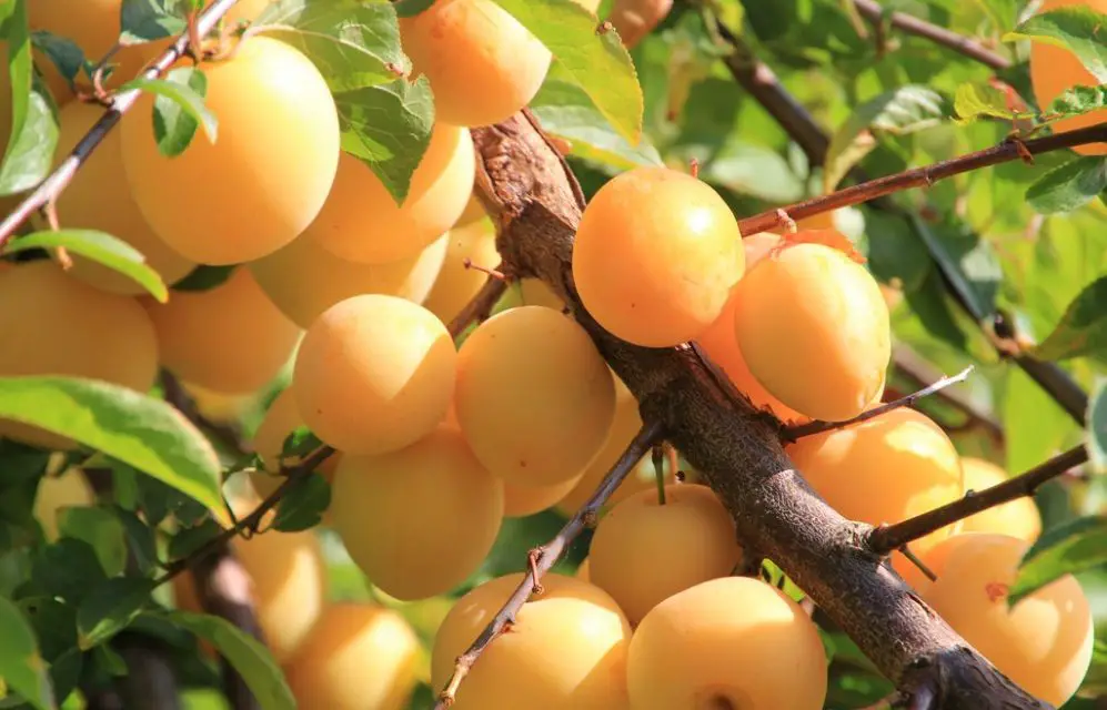 How to Grow Yellow Plums AKA Mirabelle Plums