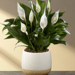 peace lily