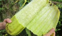 How to Grow Loofah Plants