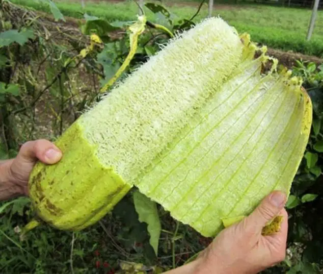 How to Grow Loofah Plants