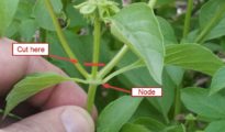 How to Prune Basil