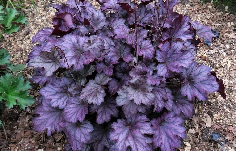 How to Grow Coral Bells AKA Heuchera