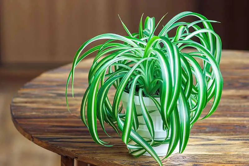 How to Care for Spider Plants