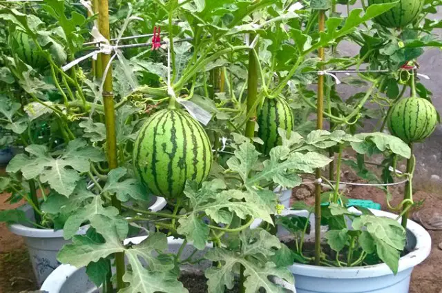 How to Grow Watermelon in Pots