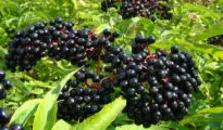 Top 7 Elderberry Varieties You Can Grow In Your Backyard