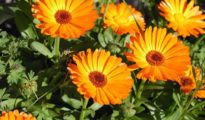 6 Vegetable Garden Flowers You Can Grow